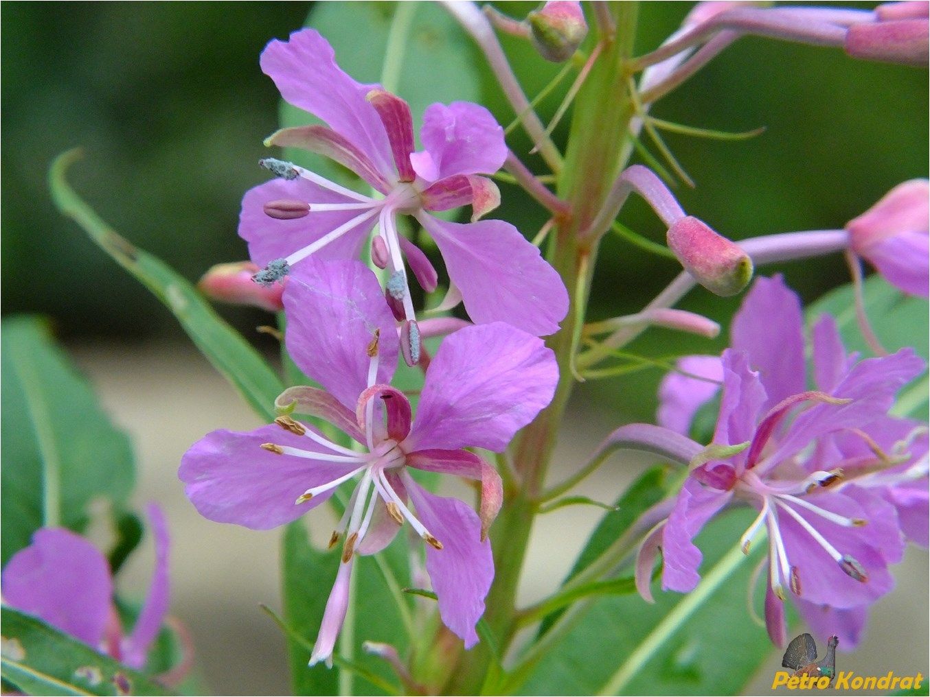 Image of Chamaenerion angustifolium specimen.