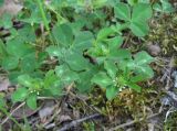 genus Trifolium