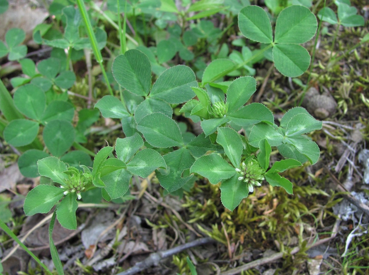 Изображение особи род Trifolium.