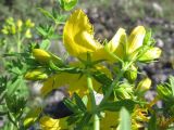 Hypericum perforatum