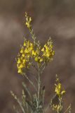 Linaria genistifolia. Верхушка растения с соцветиями. Краснодарский край, Приморско-Ахтарский р-н, Морозовский сельский округ, Ясенская коса. 12.06.2018.