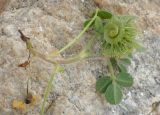 Medicago disciformis