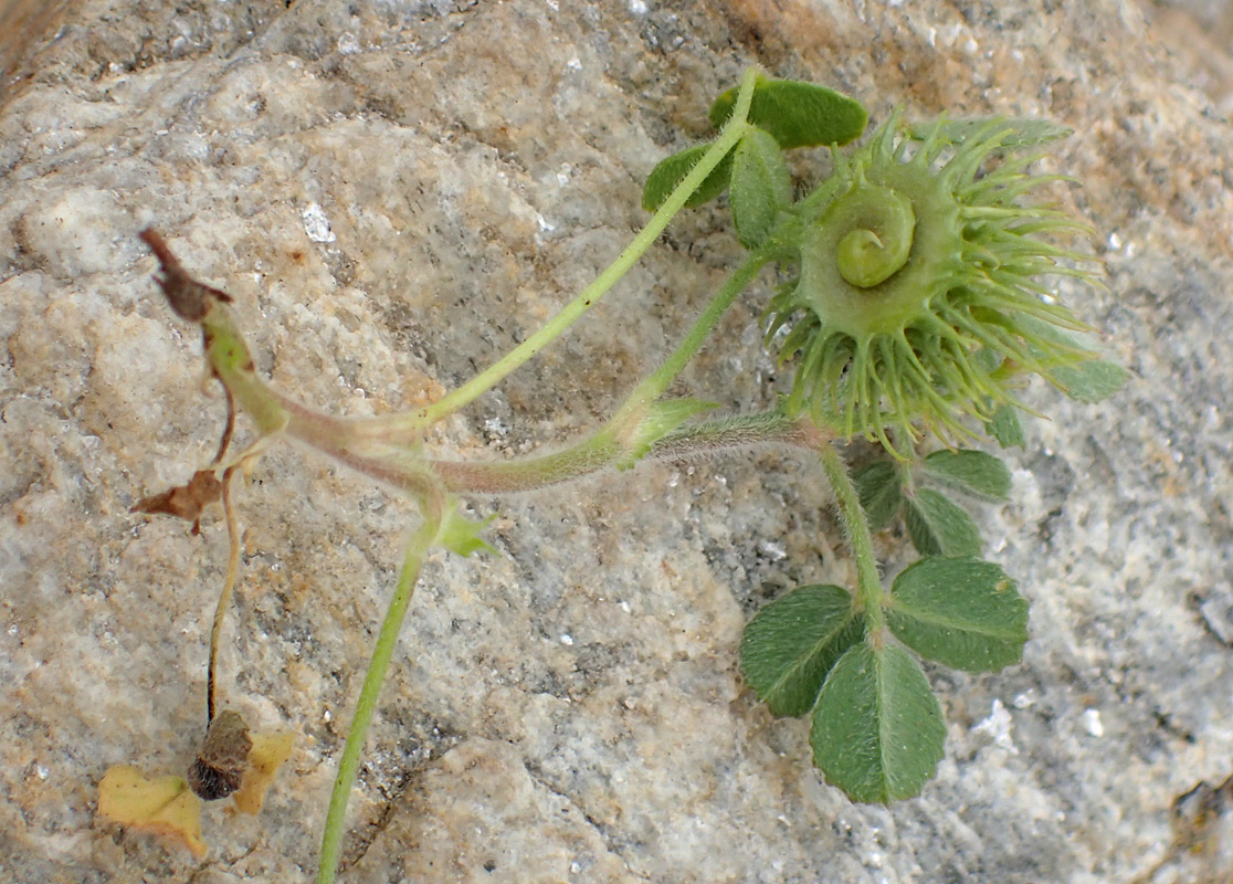 Изображение особи Medicago disciformis.