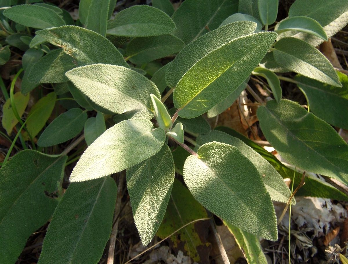 Изображение особи Salvia tomentosa.