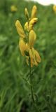 Genista tinctoria