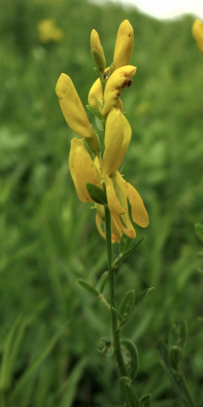 Изображение особи Genista tinctoria.