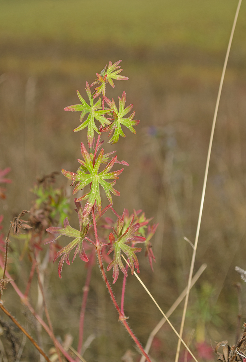 Image of Geranium sanguineum specimen.