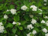 Crataegus dahurica. Верхушки цветущего растения. Магаданская обл., г. Магадан, мкр-н Снежная Долина, частное подворье. 29.06.2018.