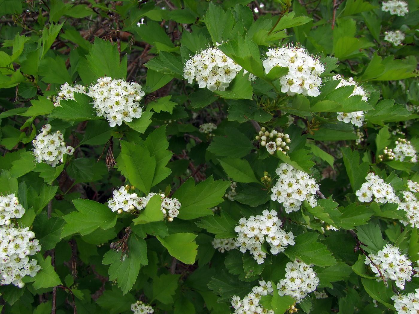 Изображение особи Crataegus dahurica.