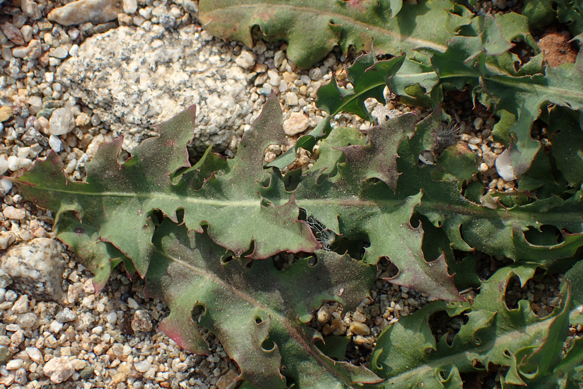 Image of Chondrilla juncea specimen.