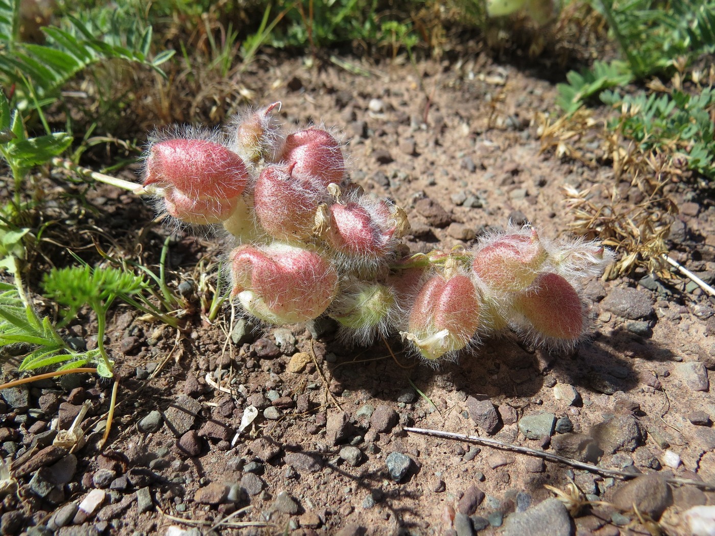 Изображение особи Oxytropis karataviensis.