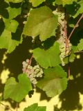 Vitis vinifera