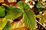 Fragaria vesca. Лист. Москва, лесопарк Кузьминки, южный край соснового леса. 5 ноября 2018 г.