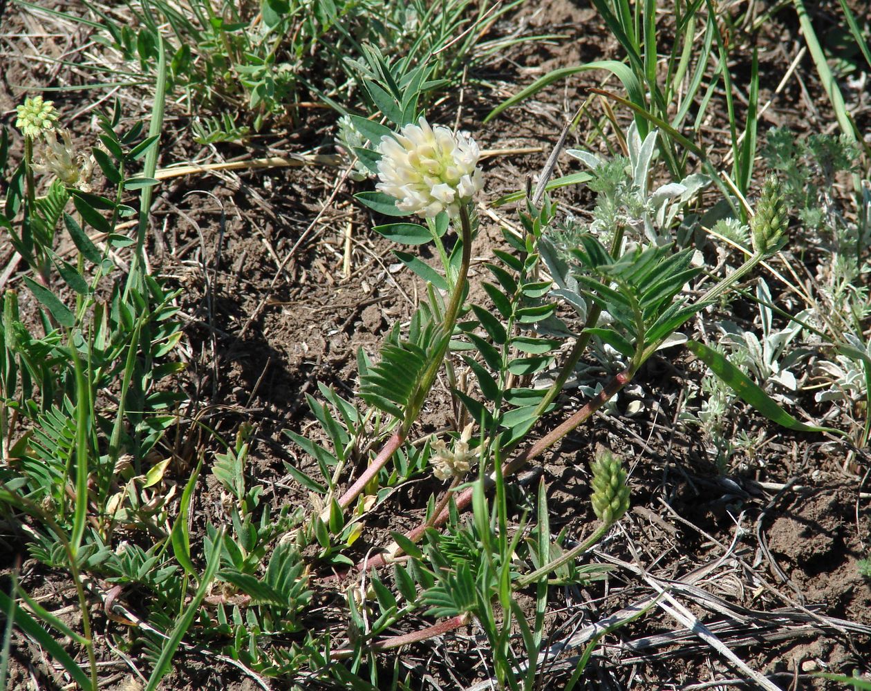 Изображение особи Astragalus inopinatus.