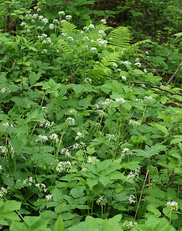 Image of Allium ursinum specimen.