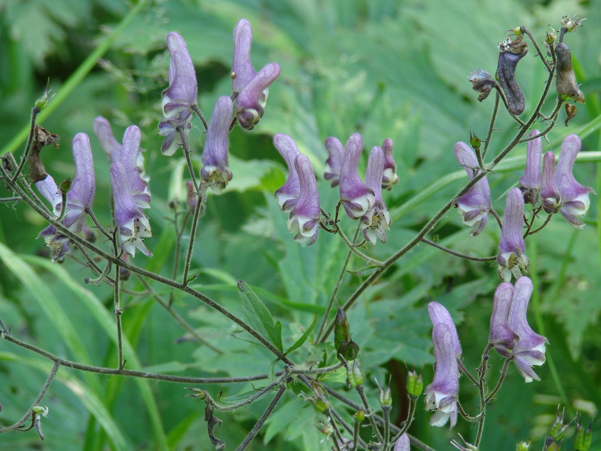 Изображение особи Aconitum septentrionale.