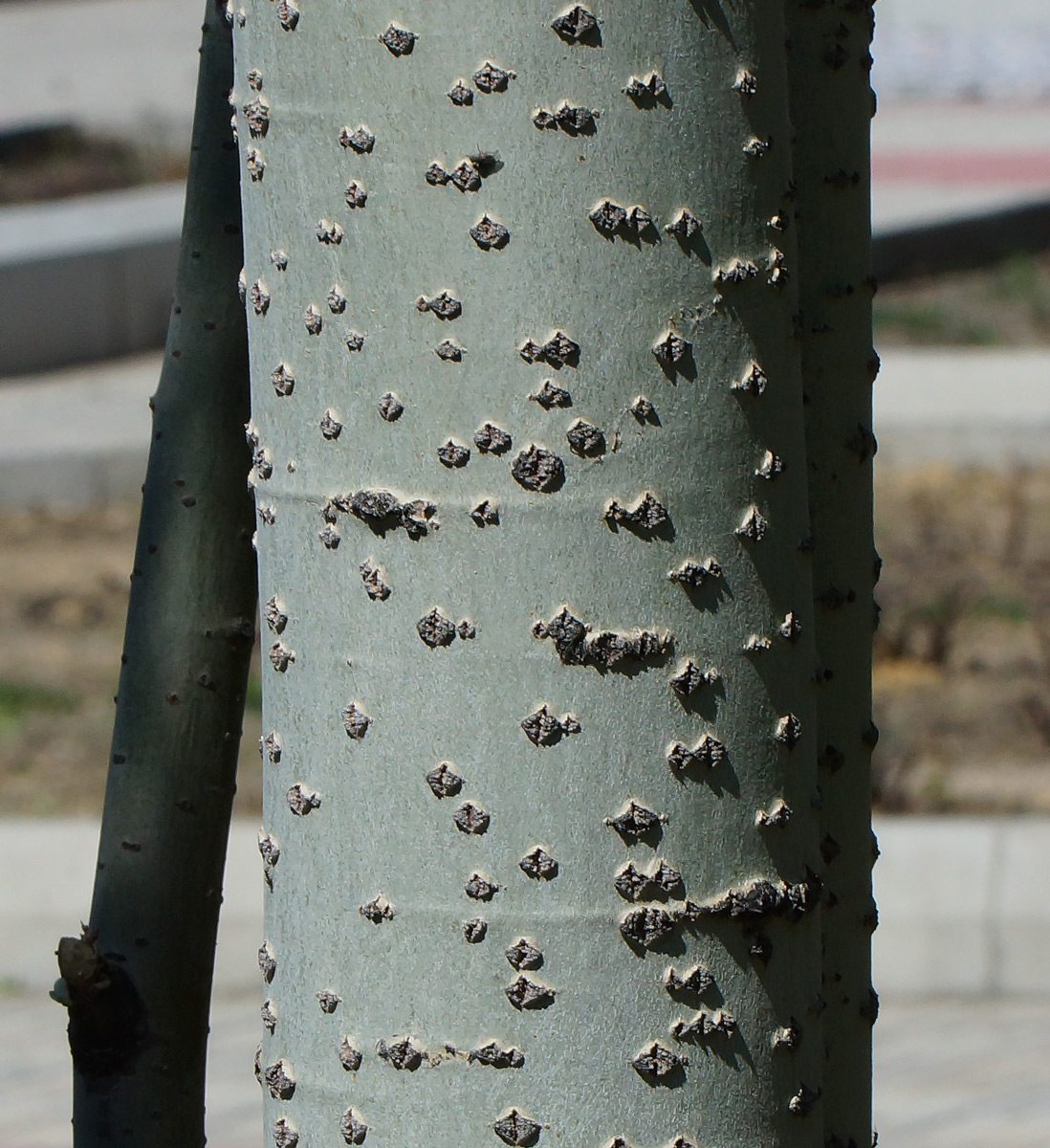 Image of Populus alba specimen.