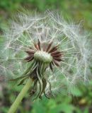 род Taraxacum. Соплодие. Дагестан, окр. г. Дербент, у лесной дороги. 08.05.2018.