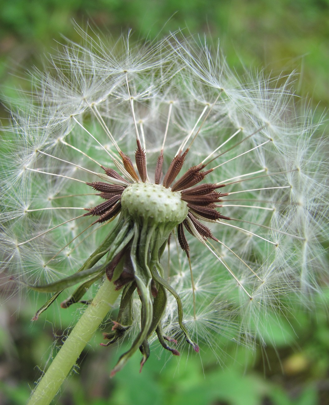 Изображение особи род Taraxacum.