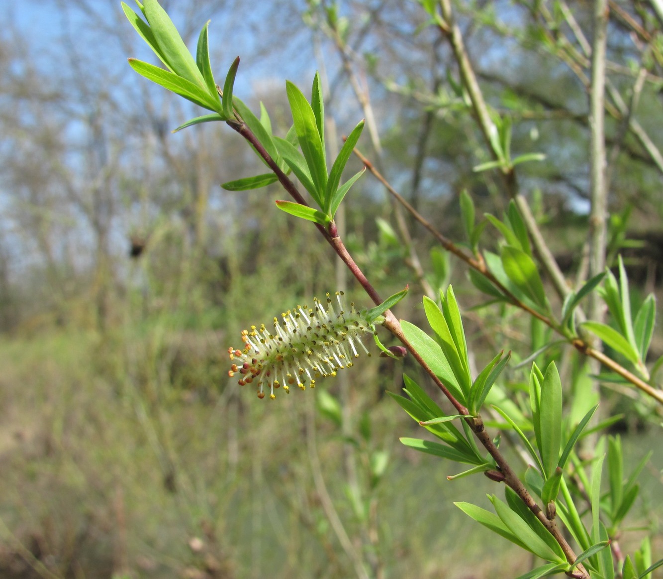 Image of Salix elbursensis specimen.