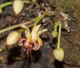 Theobroma cacao