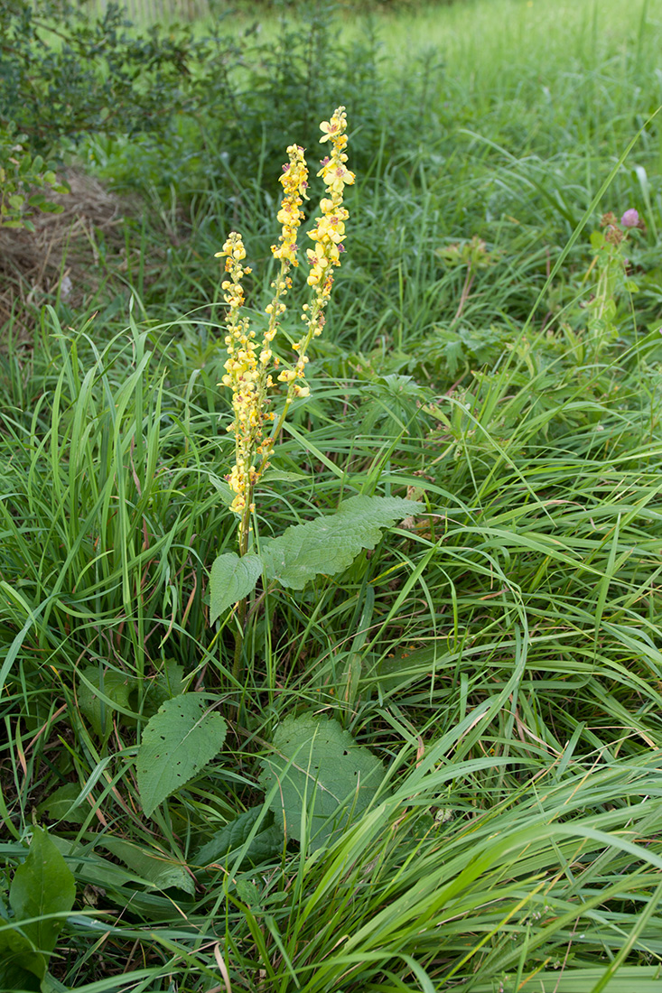 Изображение особи Verbascum nigrum.