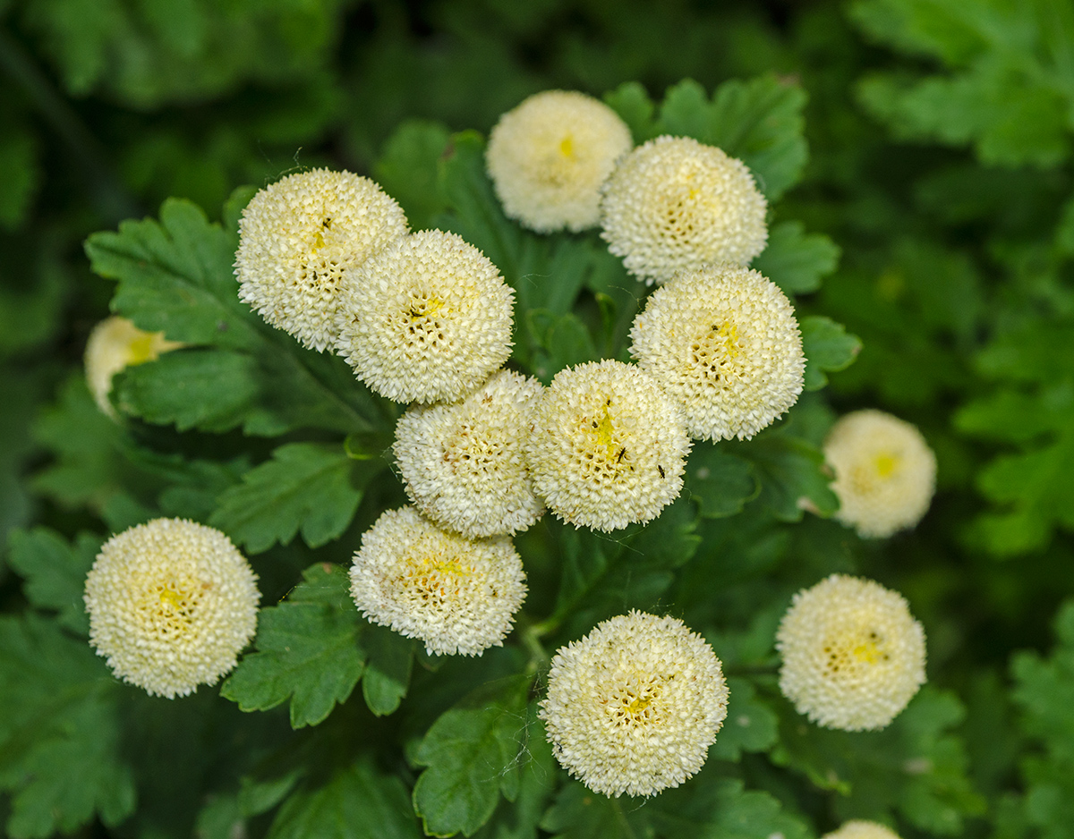 Изображение особи Pyrethrum parthenium.