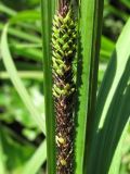 Carex aquatilis