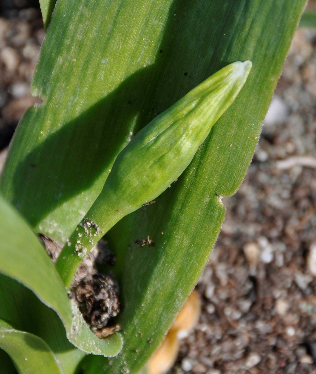 Изображение особи Allium neapolitanum.