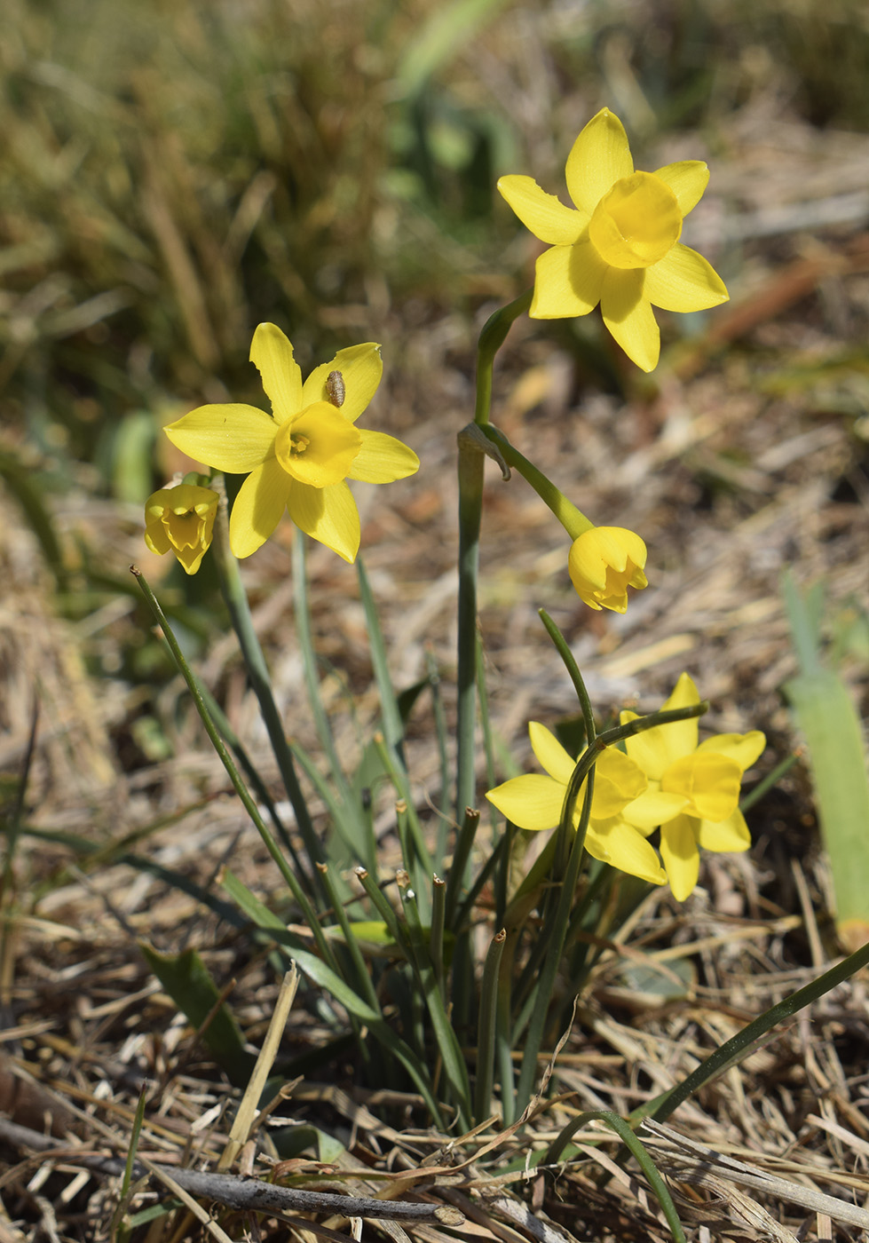 Изображение особи Narcissus assoanus.