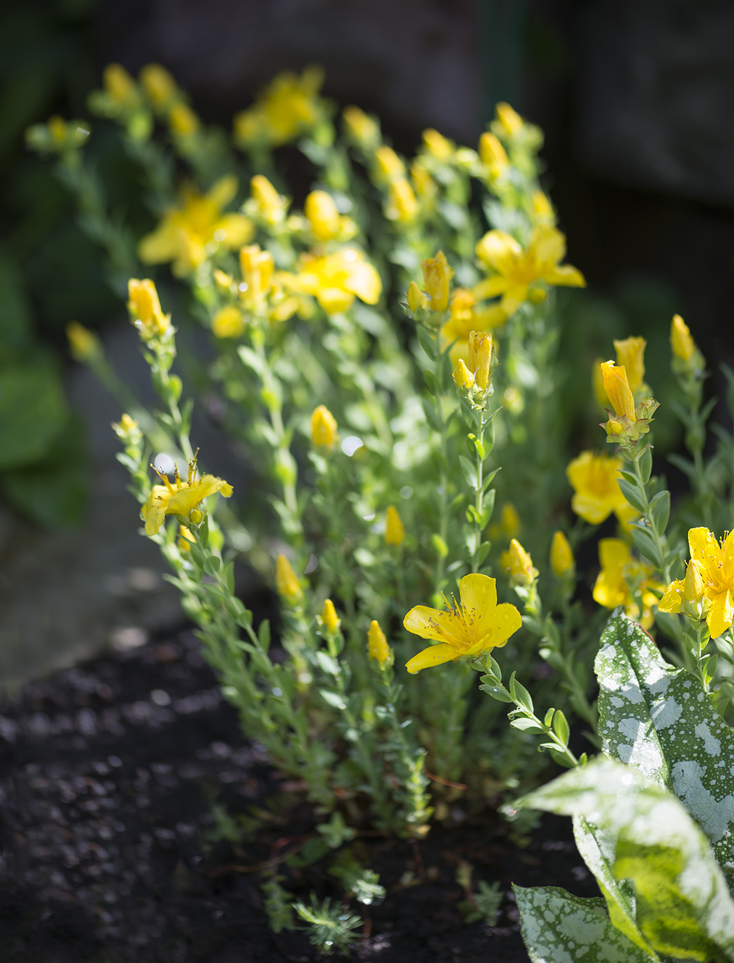 Image of Hypericum olympicum specimen.