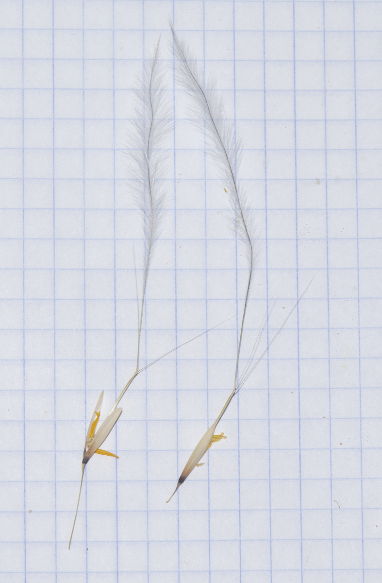 Image of Stipagrostis ciliata specimen.