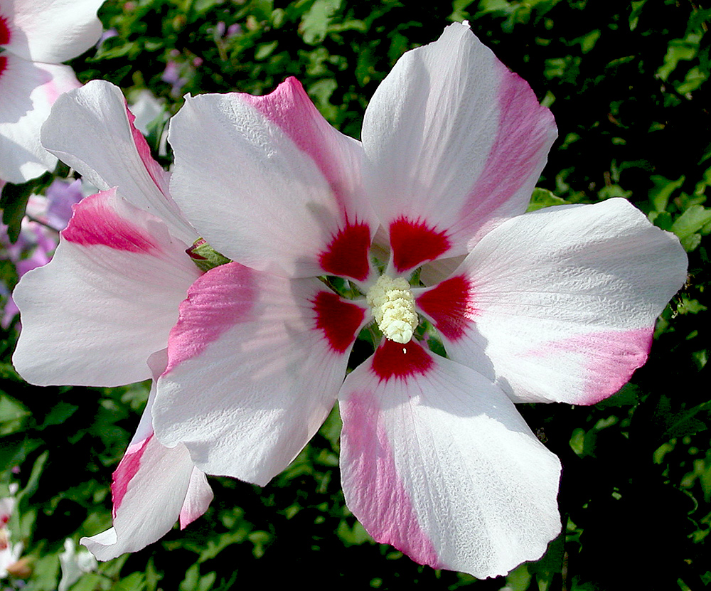 Изображение особи Hibiscus syriacus.