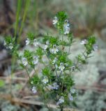 род Euphrasia