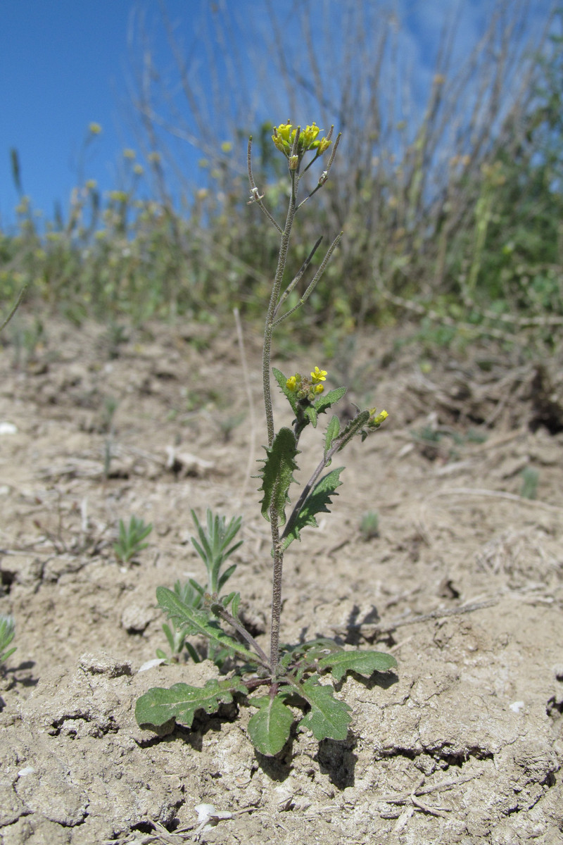 Изображение особи Arabidopsis pumila.