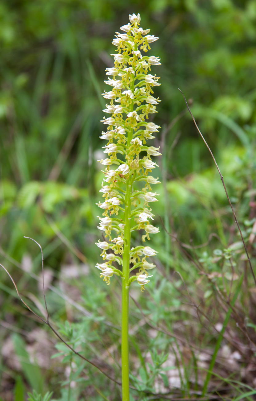 Image of Orchis punctulata specimen.