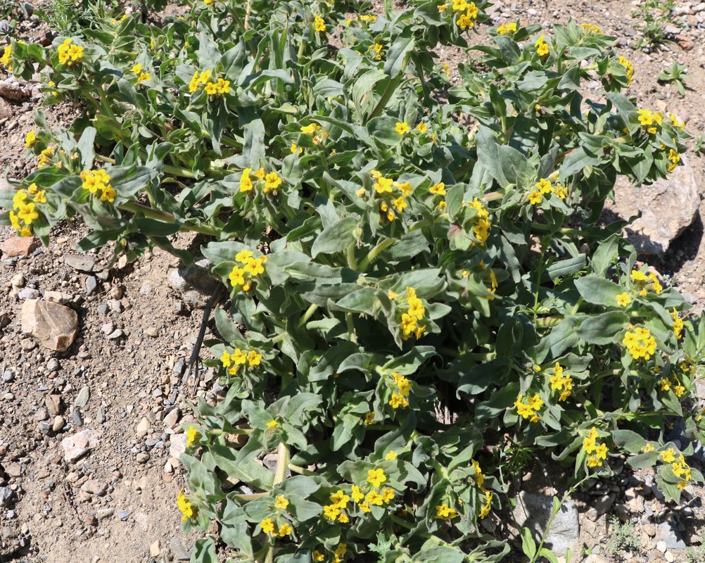 Image of Alkanna orientalis specimen.