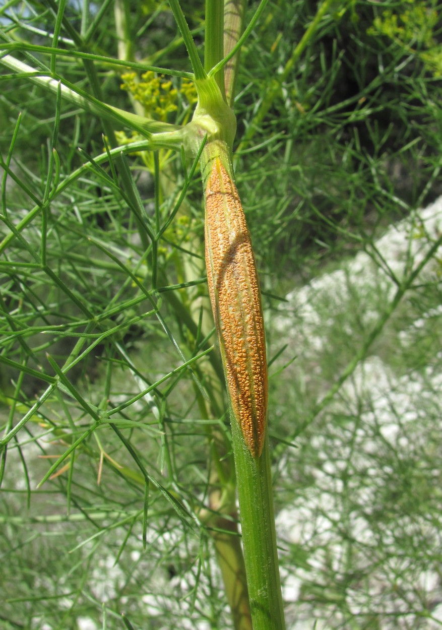 Image of Bilacunaria microcarpos specimen.