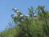 Rosa elasmacantha. Цветущие кустарники. Дагестан, Левашинский р-н, окр. с. Леваши, ок. 1400 м н.у.м., луг. 01.06.2019.