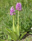 Orchis militaris. Цветущие растения. Ленинградская обл., Гатчинский р-н, окр. пос. Пудость, сырой луг. 29.05.2016.