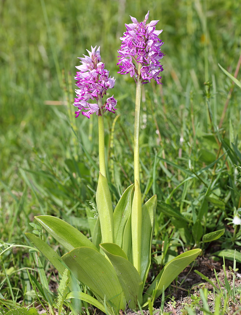 Изображение особи Orchis militaris.