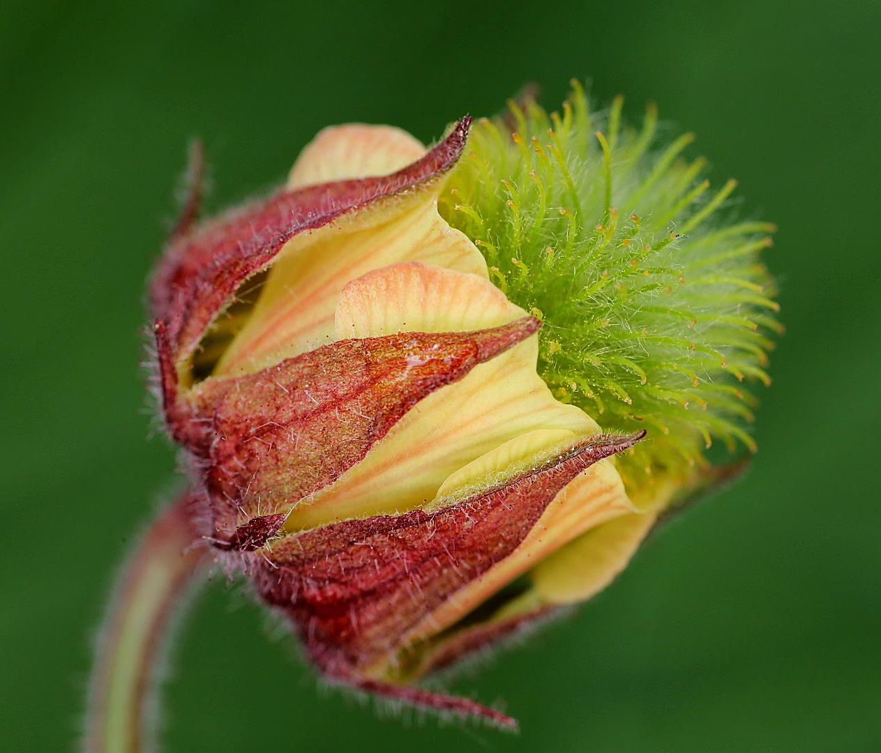 Image of Geum rivale specimen.