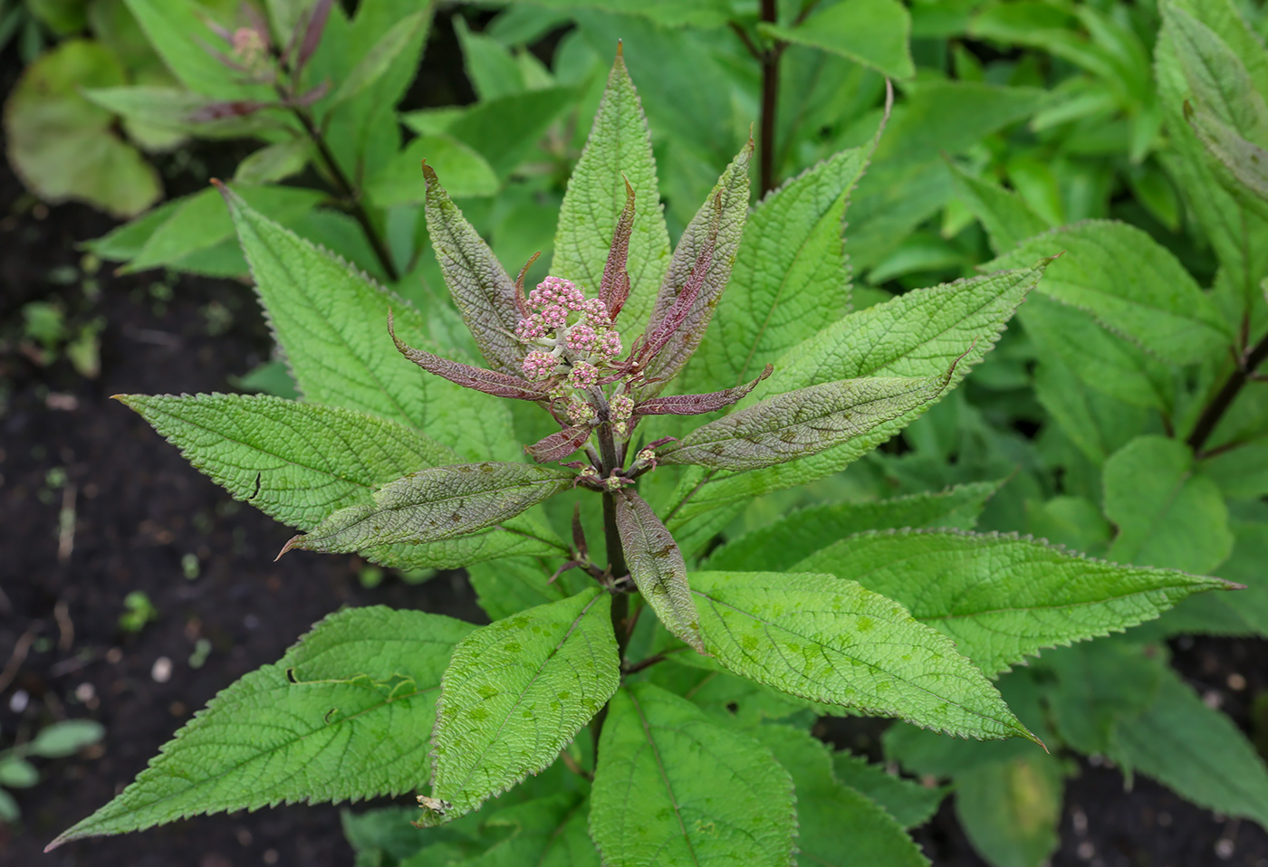 Image of Eupatorium purpureum specimen.