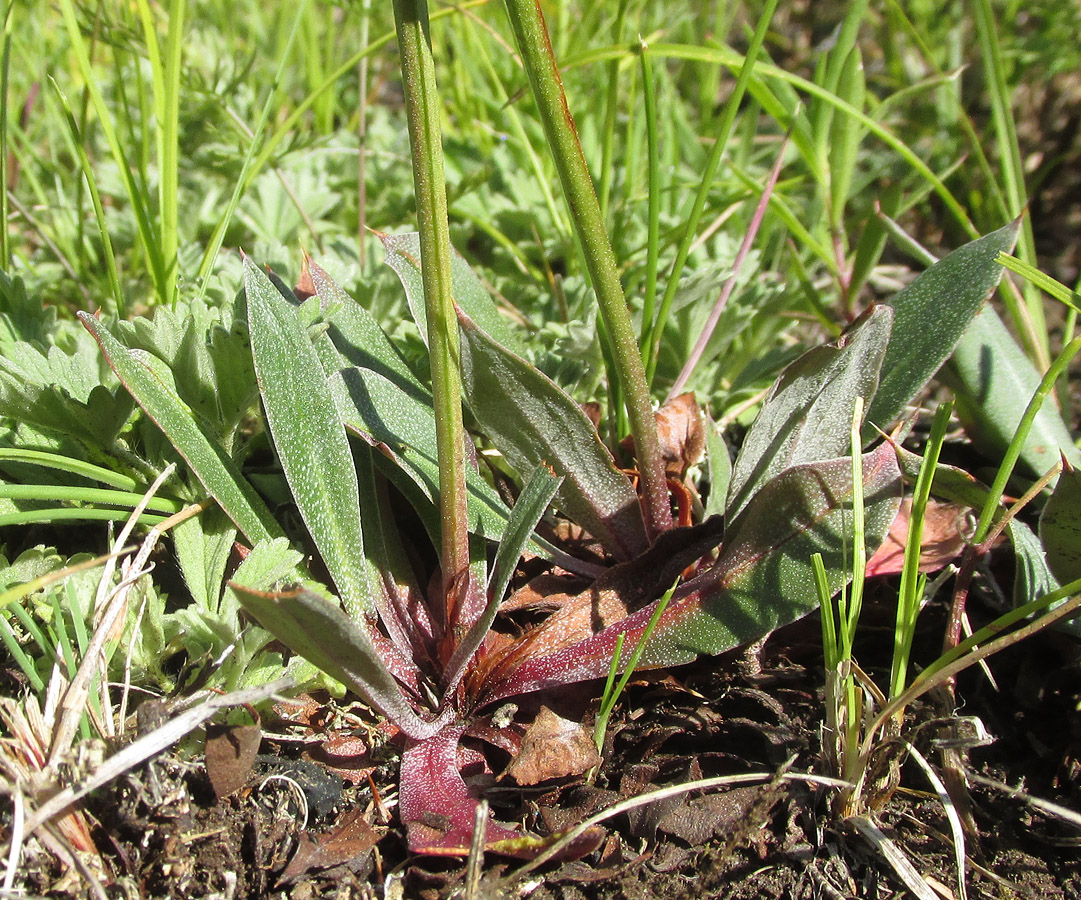 Изображение особи Goniolimon speciosum.