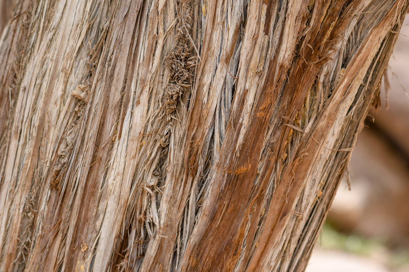 Image of Juniperus phoenicea specimen.