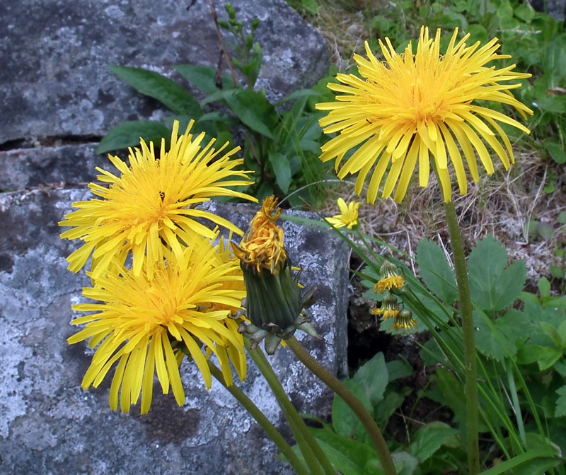 Image of genus Taraxacum specimen.