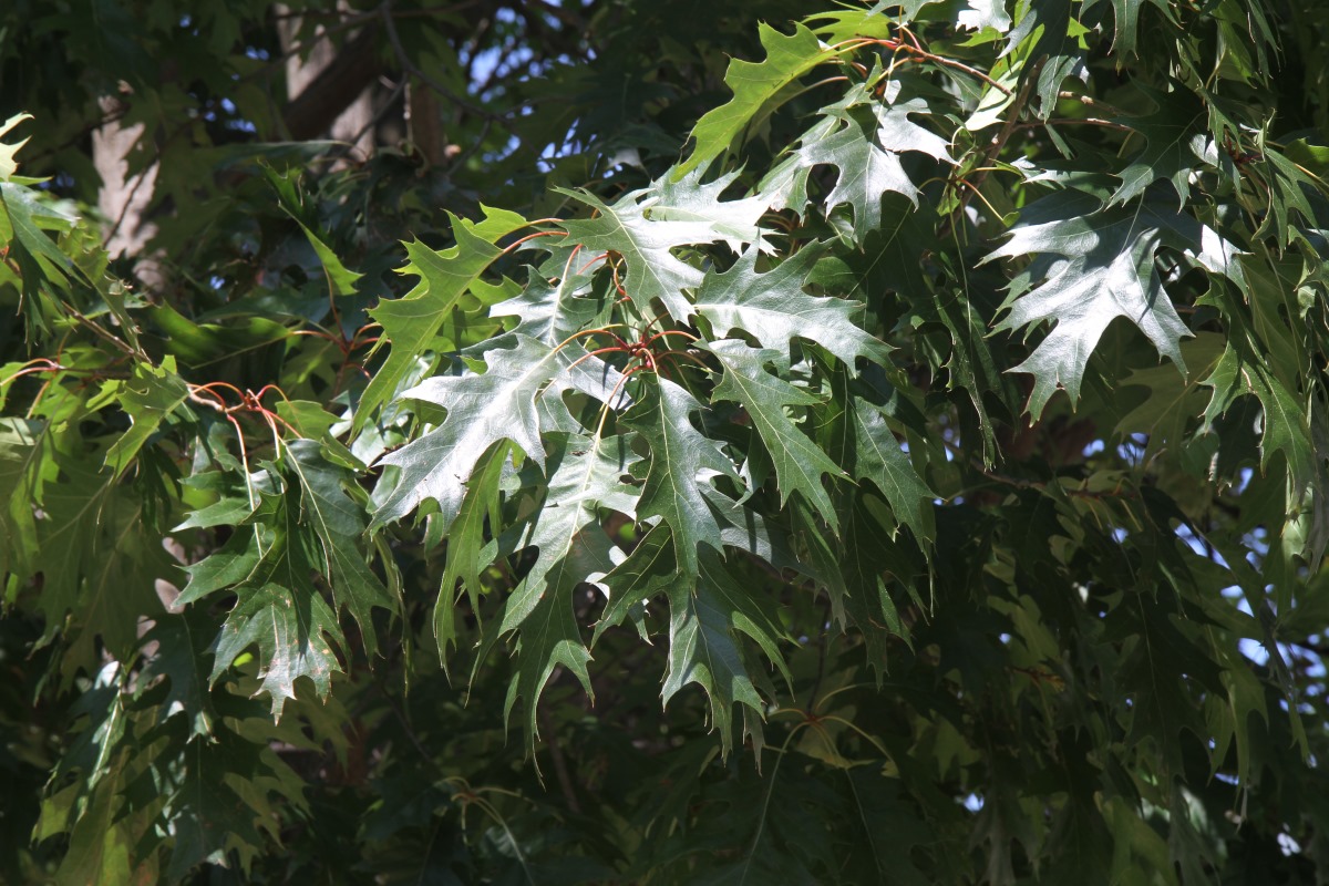 Image of Quercus rubra specimen.