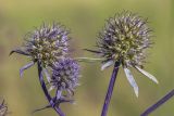 Eryngium planum. Побеги с соцветиями. Башкортостан, окр. г. Стерлитамак, сенокосный луг. 18.08.2019.