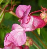 Impatiens glandulifera. Цветок. Подмосковье, окр. г. Одинцово, берёзовая роща. Август 2019 г.