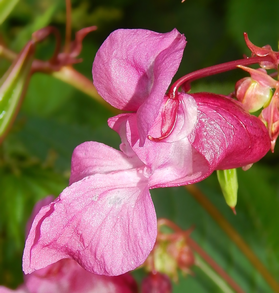 Image of Impatiens glandulifera specimen.